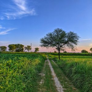 farmland